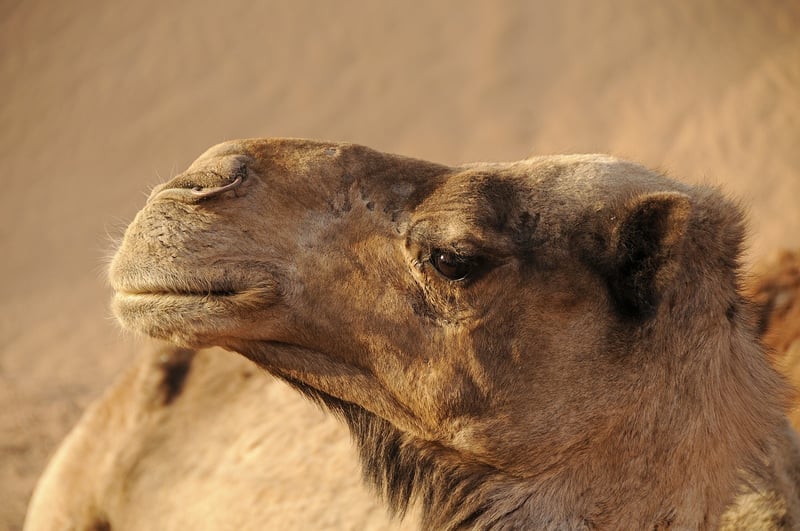 Local Guide in Morocco